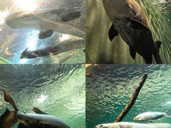 -上海海洋水族馆