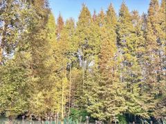 -桤木河湿地公园