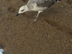 -小巴塞罗那海滩