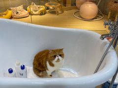 -momokira米努特·德文卷毛猫·棉花面纱犬