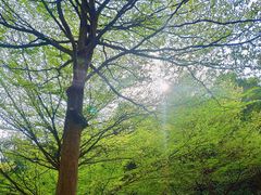 -广州市帽峰山景区