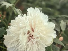 -洛阳市隋唐城遗址植物园