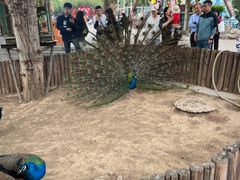 -石家庄市动物园