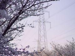 -高东镇樱花园