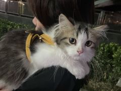 -猫大福·Fortune Cat猫舍(百子湾店)