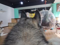 -Husky Go! 哈士奇体验馆·宠物咖啡厅狗咖