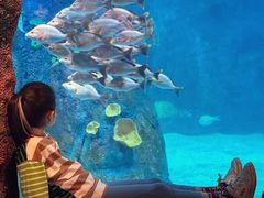 -悉尼海洋生物水族馆