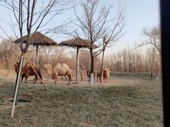 -北京野生动物园