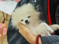 -汪说·狗咖(旺城大厦店)