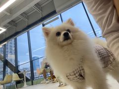 -怪兽屋·羊驼·猫咖·狗咖(俊华广场店)