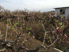 -南汇老顾农家乐采摘大团水蜜桃采摘店