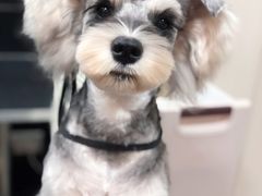 -小尾巴宠物店(万科·金域华庭店)