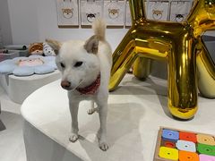 -柴务处·柴犬主题狗咖