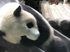 -灵玲国际马戏城