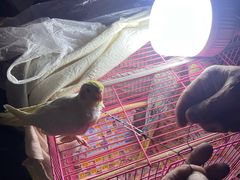 -中环花鸟鱼虫市场