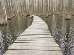 -渌洋湖湿地公园