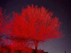 -红光山