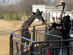-合肥野生动物园