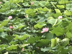 -艾溪湖湿地公园