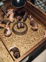 -酷嗒动物文化乐园(cutezoo西溪乐天城店)