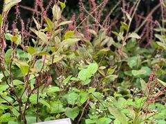 -广州神农草堂中医药博物馆