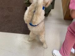 -爱妮康宠物医院·干细胞免疫细胞·肿瘤·心脏(张江店)