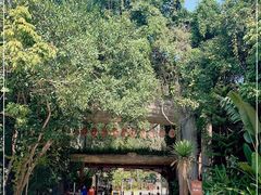-西双版纳原始森林公园