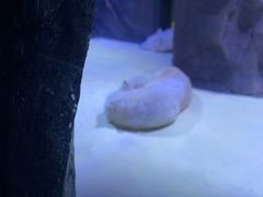 游乐设施-上海海昌海洋公园