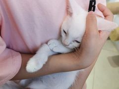 -Heymao猫咖.咖啡厅(东门店)