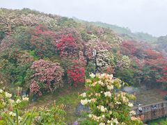 -贵州百里杜鹃风景名胜区