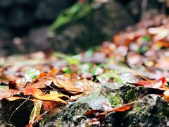 -藏龙百瀑风景区