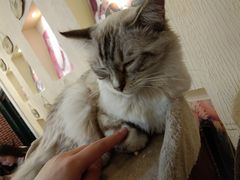-猫小院猫主题餐厅(南锣旗舰店)