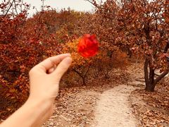 -北京十三陵国家森林公园蟒山景区