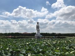 -荷塘月色湿地公园·向阳花洲