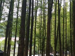 -山王坪喀斯特国家生态公园