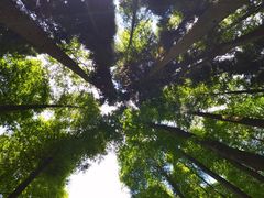 -武陵山森林公园