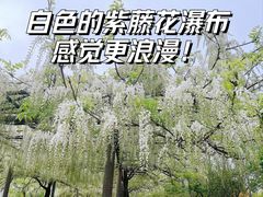 -嘉定紫藤园