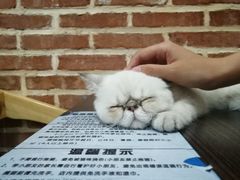 -猫咪咖啡·猫咖(万达广场店)