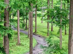 -黄海国家森林公园