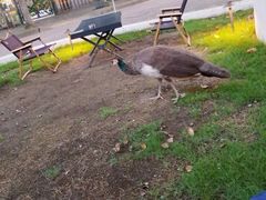 -J Create城市露营咖啡·简餐·宠物(上海动物园店)