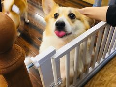 -豆柴町-柴犬主题狗咖(红鼎国际C座店)