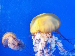 -太平洋海底世界