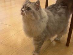-Let's go狗咖·猫咖·奶狗·桌游(春熙路IFS店)