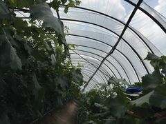 -马陆小张葡萄园农家乐