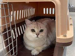 -伟伟宠物医院·CT影像中心·瑞派犬猫综合性门诊(汉口总院)