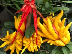 -金陵花卉交易市场