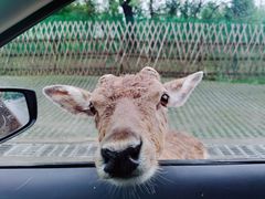 -常州淹城野生动物世界