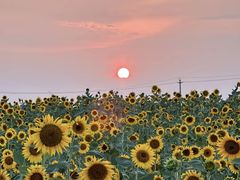 -白鹭湾湿地公园