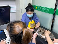-半岛宠物医院24小时(科华中路店)