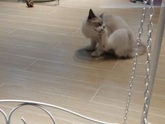 -momokira米努特·德文卷毛猫·棉花面纱犬